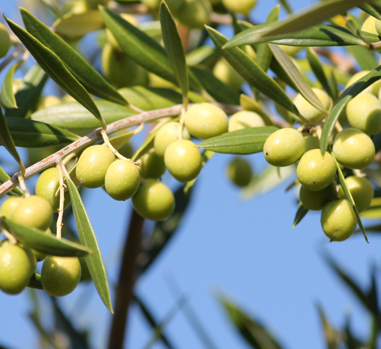 Olive tree